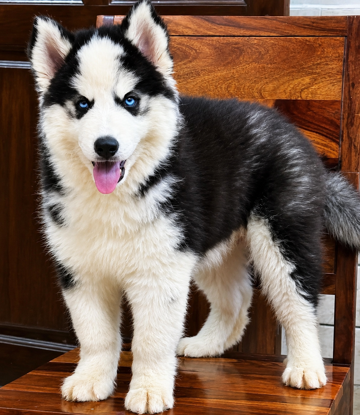 Siberian  Husky