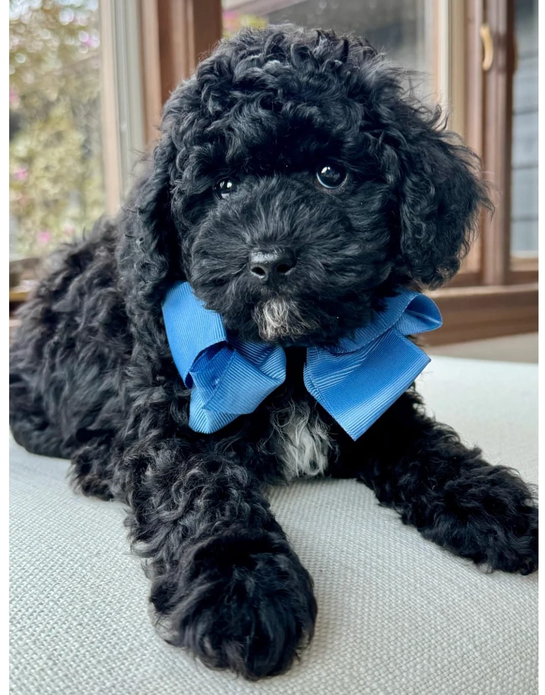 Toy Poodle