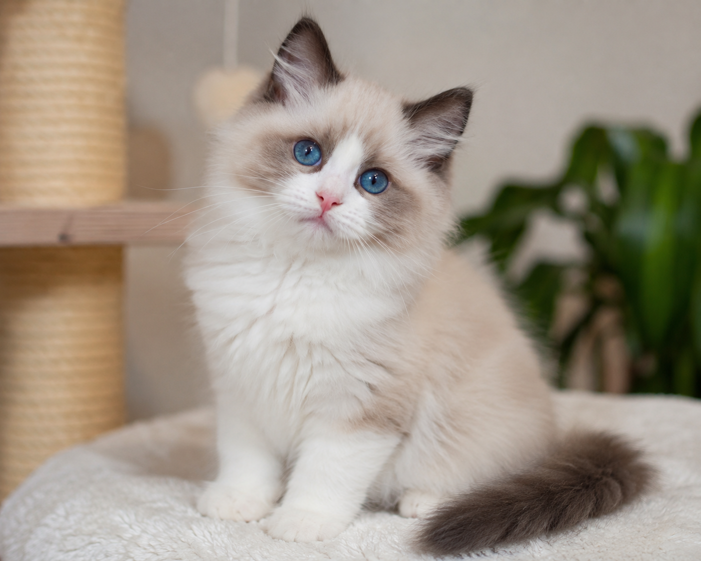 Ragdoll Kitten