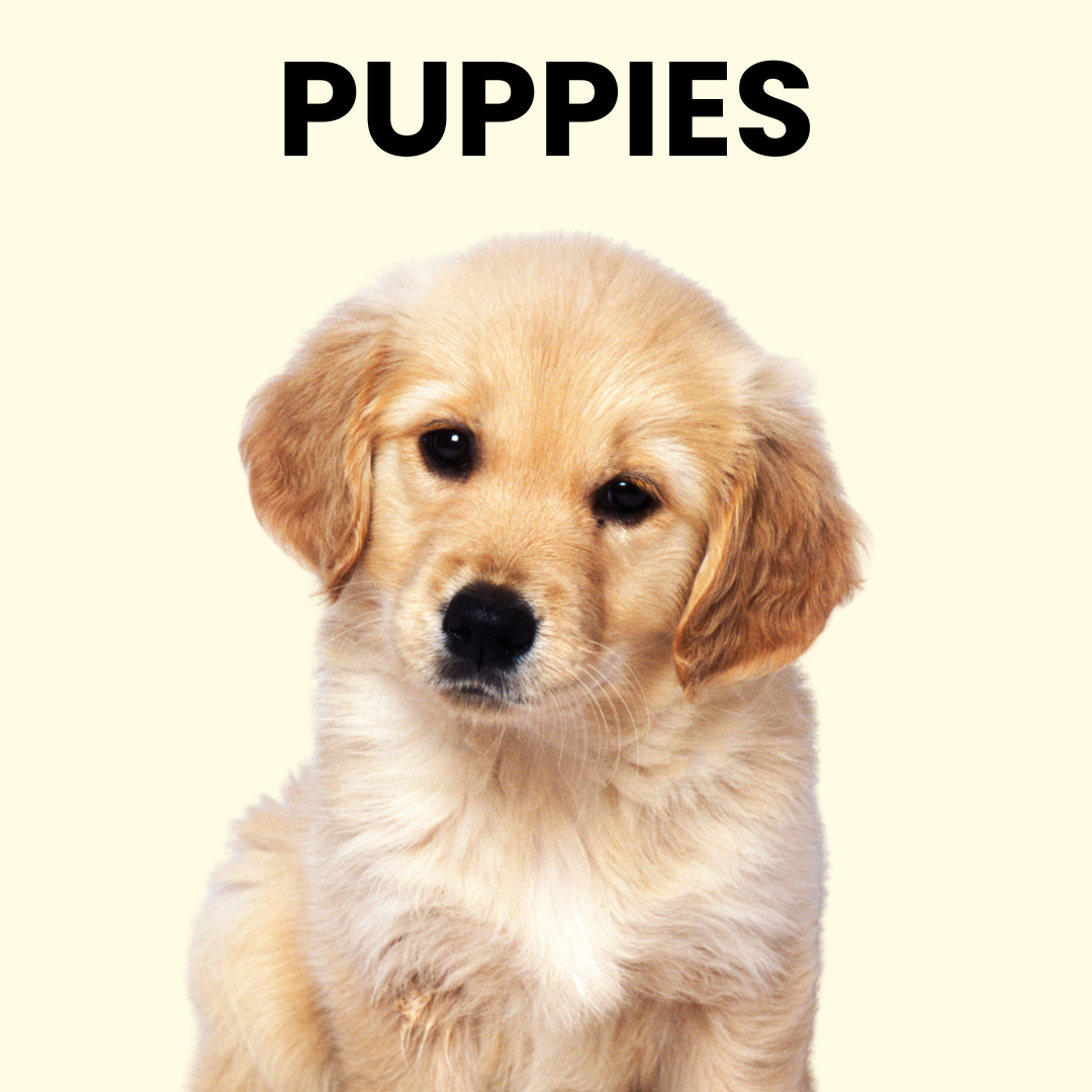 Puppies