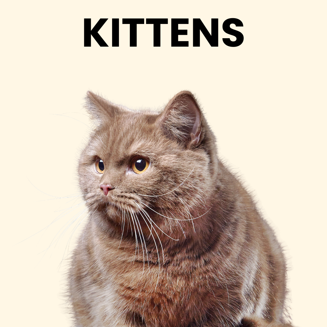 Kittens